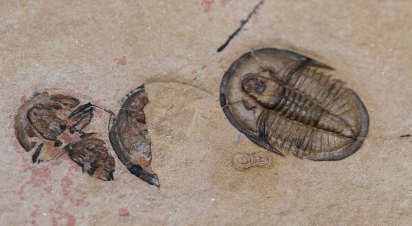 Rare Ammagnostus beltensis Agnostid Trilobite