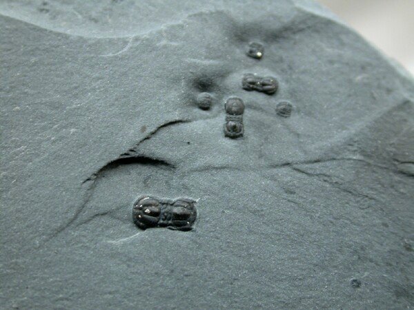 Baltagnostus eurypyx Agnostid Trilobite from Utah