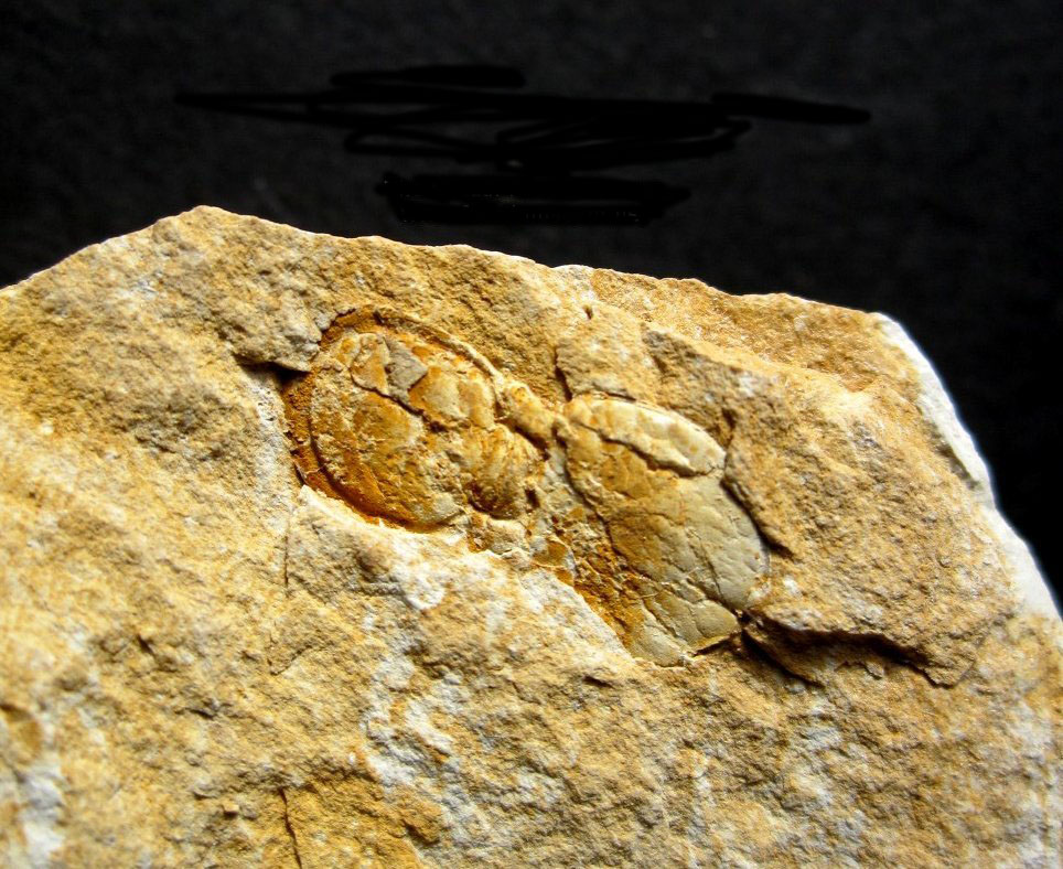 Grandagnostus, Largest Known Agnostid Trilobite