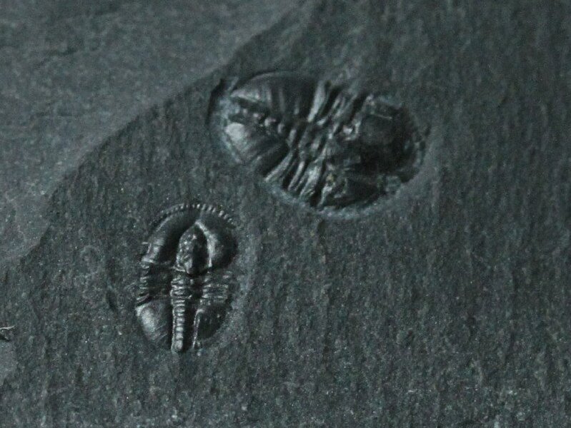 Pagetia bootes Canadian Trilobites
