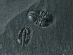 Pagetia bootes from Early Cambrian Burgess Shale