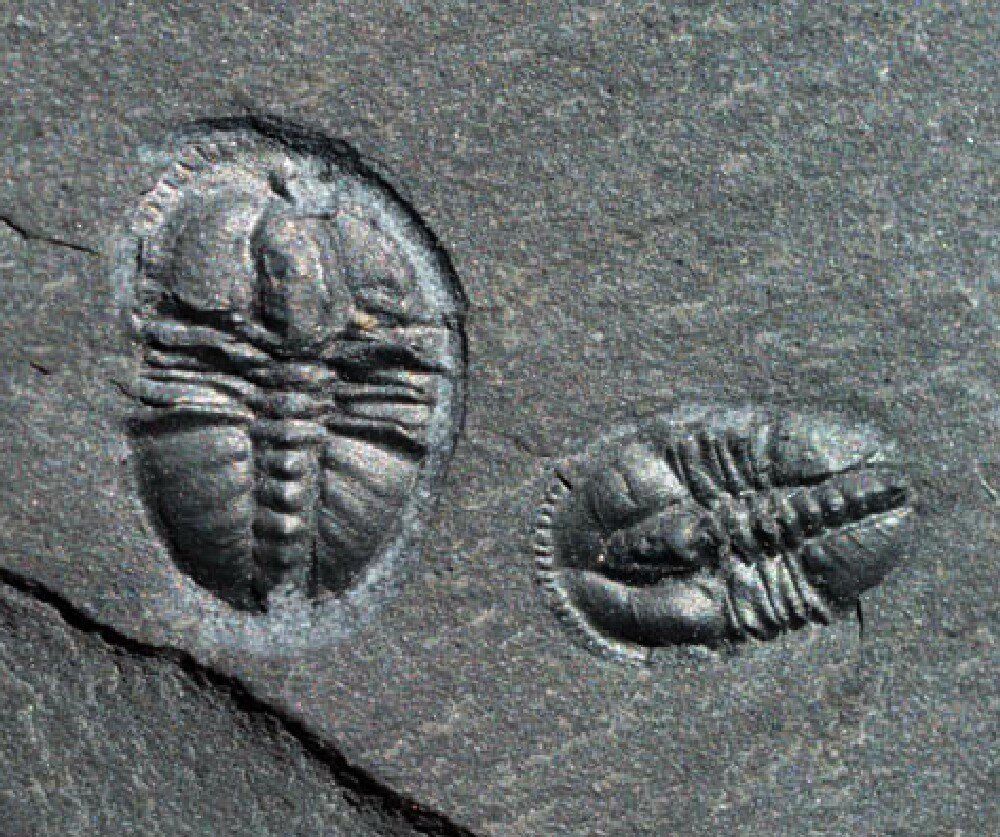 Pagetia bootes Agnostid Trilobites from Burgess Shale of Canada