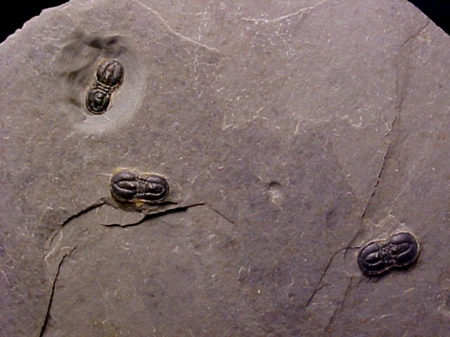  Ptychagnostus atavus Agnostid Trilobites from Wheeler Formation of Utah