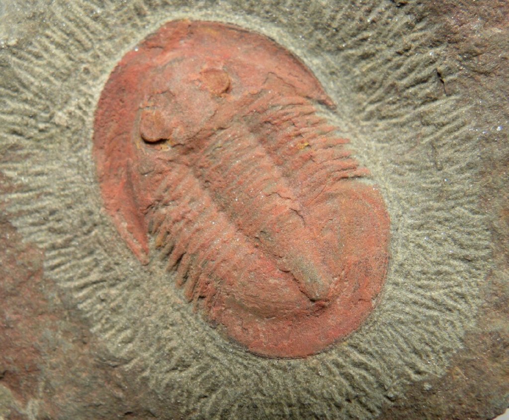 Asaphellus Asaphid Trilobite