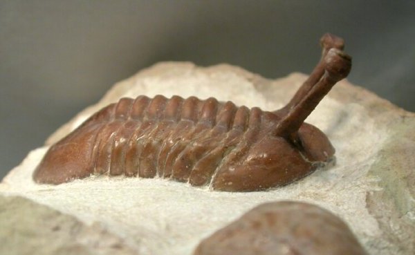 Asaphus kowalewskii Asaphida Trilobite