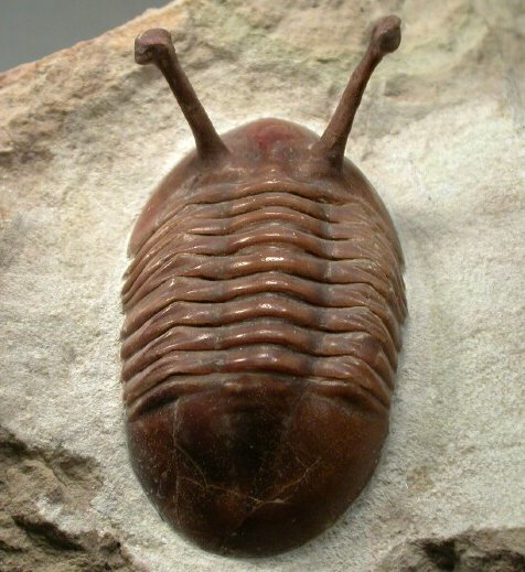 Asaphus kowalewskii Russian Trilobite