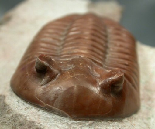 Asaphus Trilobite Evolution