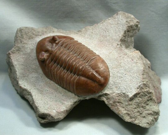 Asaphus raniceps Asaphida Trilobite
