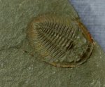 Dactylocephalus Asaphid Trilobite