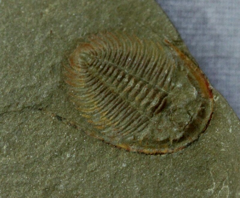 Dactylocephalus Asaphid Trilobite Asaphida Trinucleidae Trilobites from Morocco