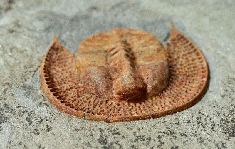 Declivolithus Morocco Trilobite