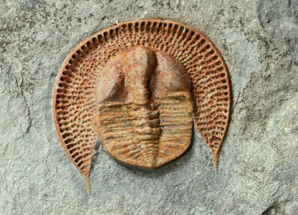 Declivolithus Asaphid Trilobites