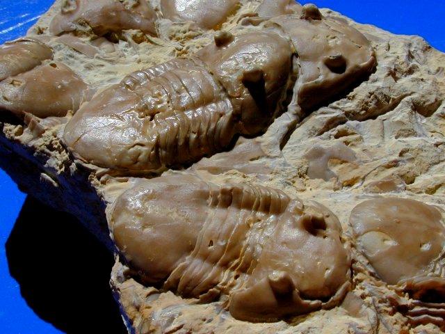 Homotelus bromidensis Asaphid  Trilobites