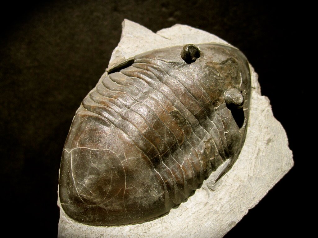 Isotelus mafritzi Asaphid Trilobite