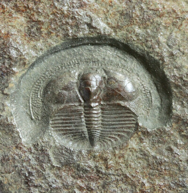 Lloydolithus lloydi UK Trilobite from Europe