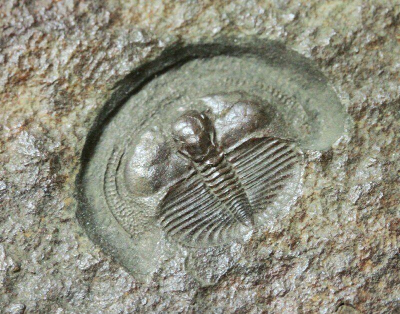 Lloydolithus lloydi Asaphida Trilobite