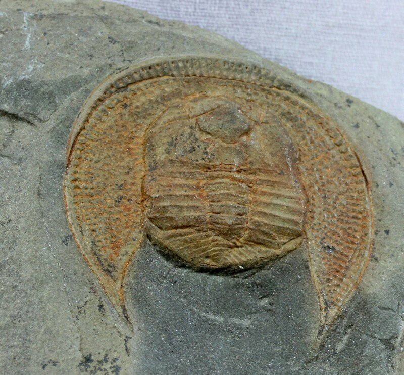 Nankinolithus Trinucleid Asaphida Trilobite