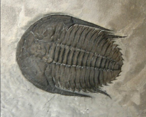 Orygmaspis contracta Cambrian Asaphid Trilobite from Canada