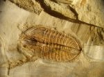 Paratrinucleus acervulosus Virginia Trilobite