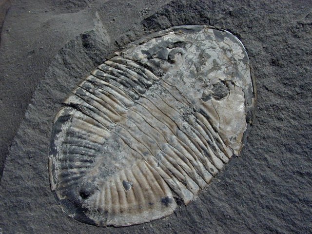 Pseudogygites latimarginatus Ordovician Asaphid Trilobite from Ontario Canada