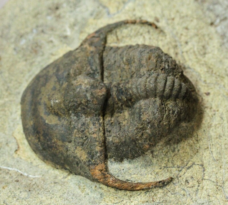 Cambrian Trinucleid Asaphid Trilobite from Morocco