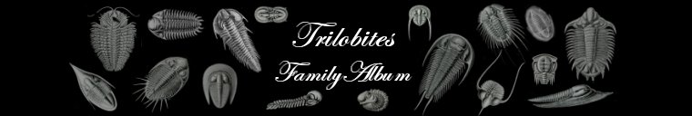 Trilobite Families and Genera
