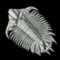 Lichid Trilobites