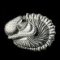 Phacopid Trilobites