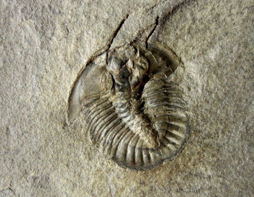 Athabaskia howelli Corynexochida Trilobite from Utah in America