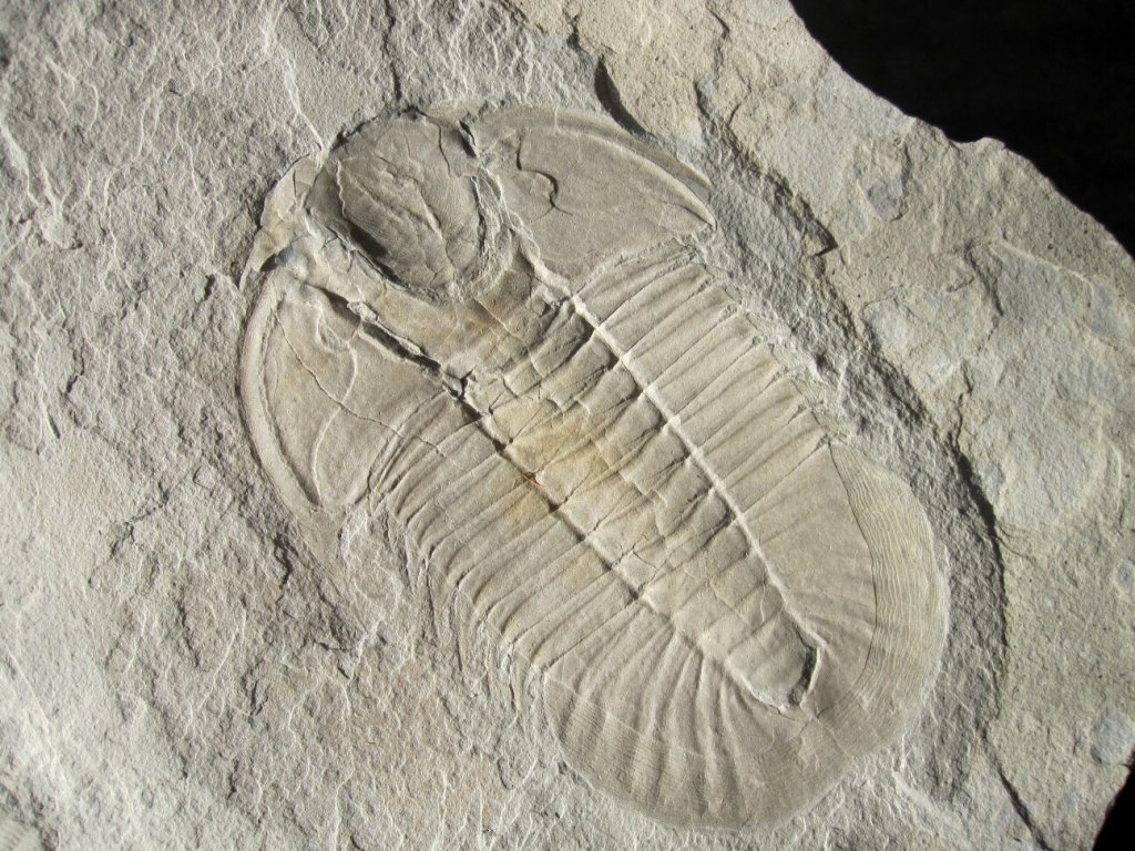 Hemirhodon amplipyge Trilobite