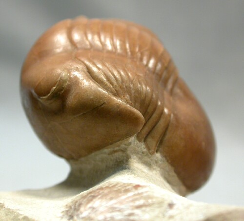 Illaenus dalmani Corynexochida Trilobite