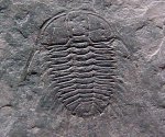 Oryctocephalites Trilobite