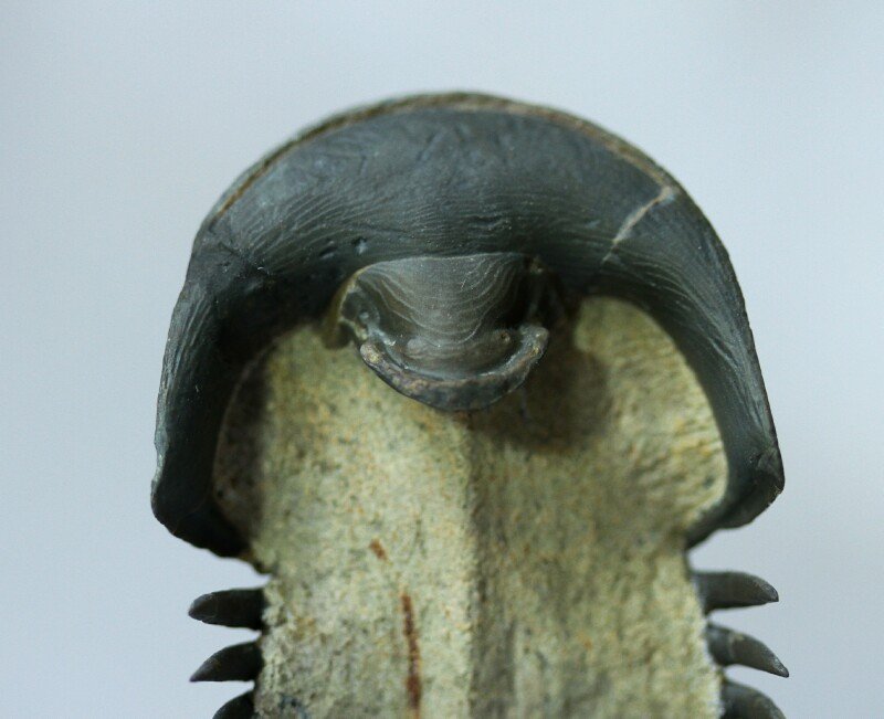  Paralejurus Hypostome