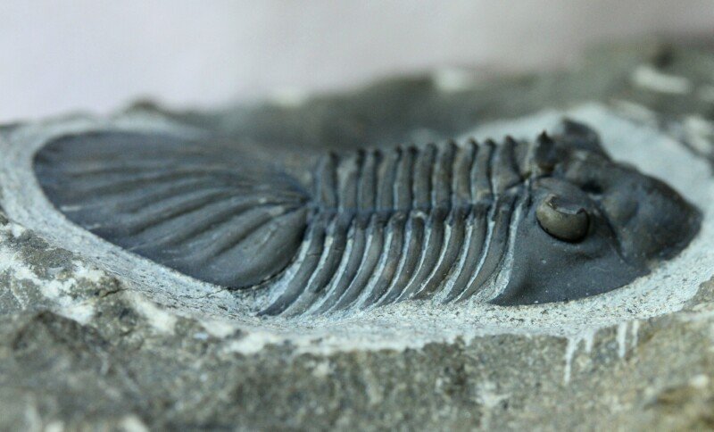 Platyscutellum trilobites had holochroal eyes