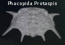 A phacopid trilobite in protaspis stage of development