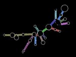 18S ribosomal RNA Used for Ecdysozoa and 18S ribosomal RNA Phylogenetic