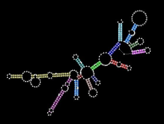 18S ribosomal RNA and Phylogenetic Analysis