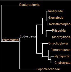 Superphylum Ecdysozoa Phylogeny