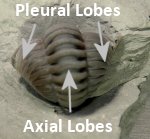 Trilobite Thoracic Lobes
