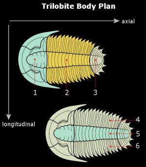 Trilobite Body Plan