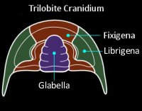 Trilobite Cranidium