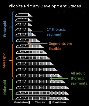 Trilobite Developmental Stages