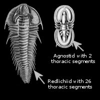 Trilobites Thoracic Segments Examples