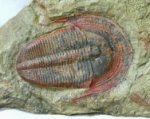 Harpetid Trilobite Fossil