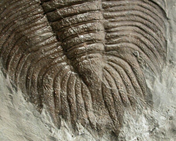Arctinurus boltoni Trilobite