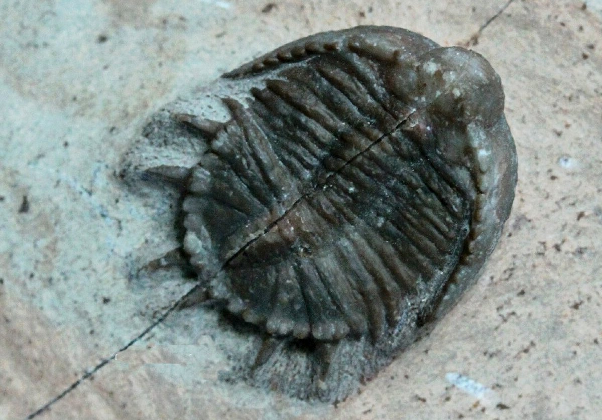 Basseiarges mellishae Lichida Trilobite