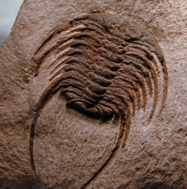 Selenopeltis Trilobite