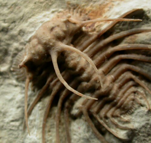 Ceratonurus Rare Trilobite