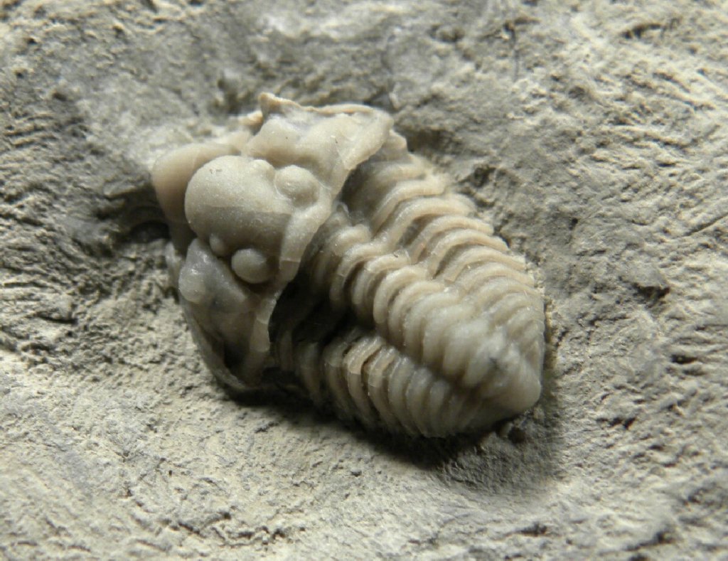 Spathacalymene nasuta Trilobite