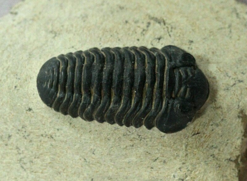 Acastoides zguilmensis Phacopida Trilobite